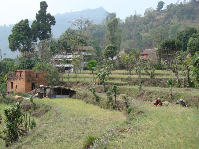 菜種が植わっている棚田。