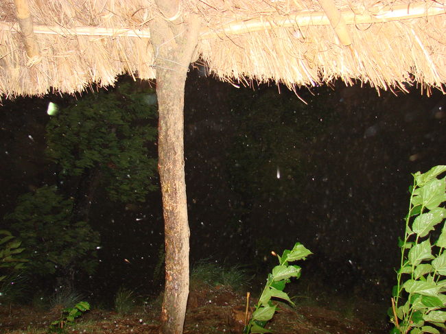 最初は大粒の雨、そしてヒョウがに叩きつけるように降って来る、この日のヒョウの大きさは金平糖くらい。<br />