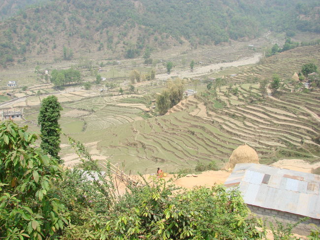 山裾の棚田。