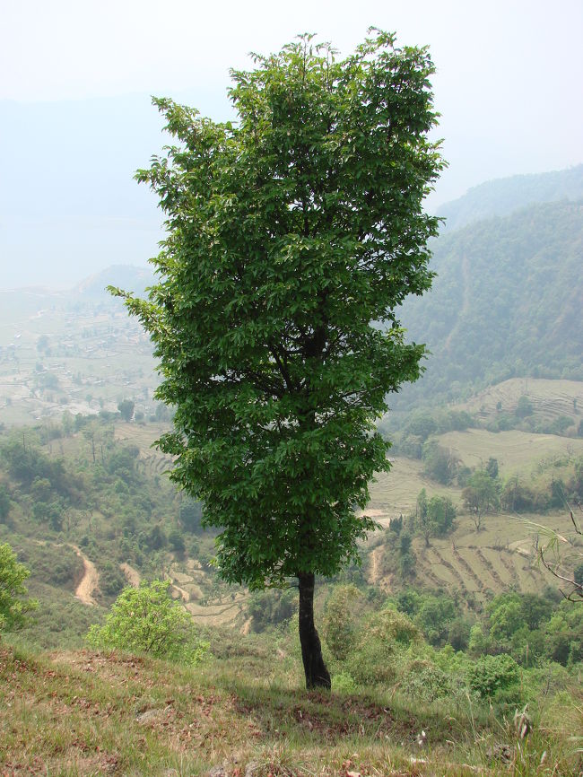 村の周辺は伐採過剰で禿山が多い、伐採を免れた木。