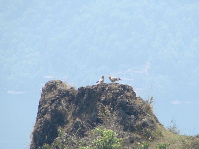 白い鷲のような鳥、飛んでる姿は優雅にみえる。