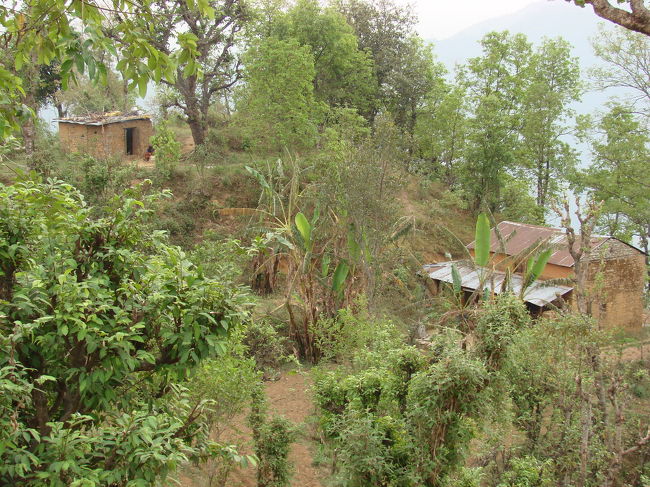 マヤさんの家の裏の風景。