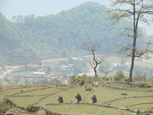 棚田の中を薪を背負ってゆく村人。