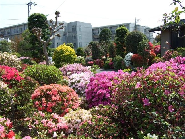 【西沢つつじ園】<br /><br />個人の庭と公園を合わせた庭園です。<br /><br />