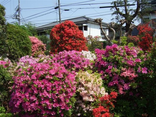 【西沢つつじ園】<br /><br />アクセス：京王線千歳烏山駅から徒歩10分<br />入園自由：4月上旬〜5月上旬