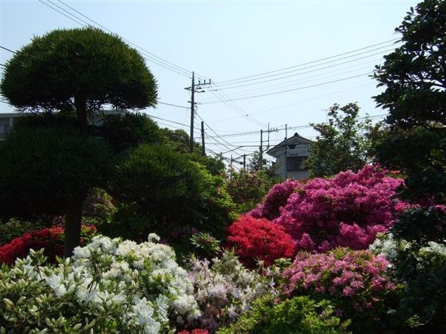 【西沢つつじ園】<br /><br />クルメ、キリシマ、リュウキュウなど約90種2万本のツツジが咲き乱れるそうです。