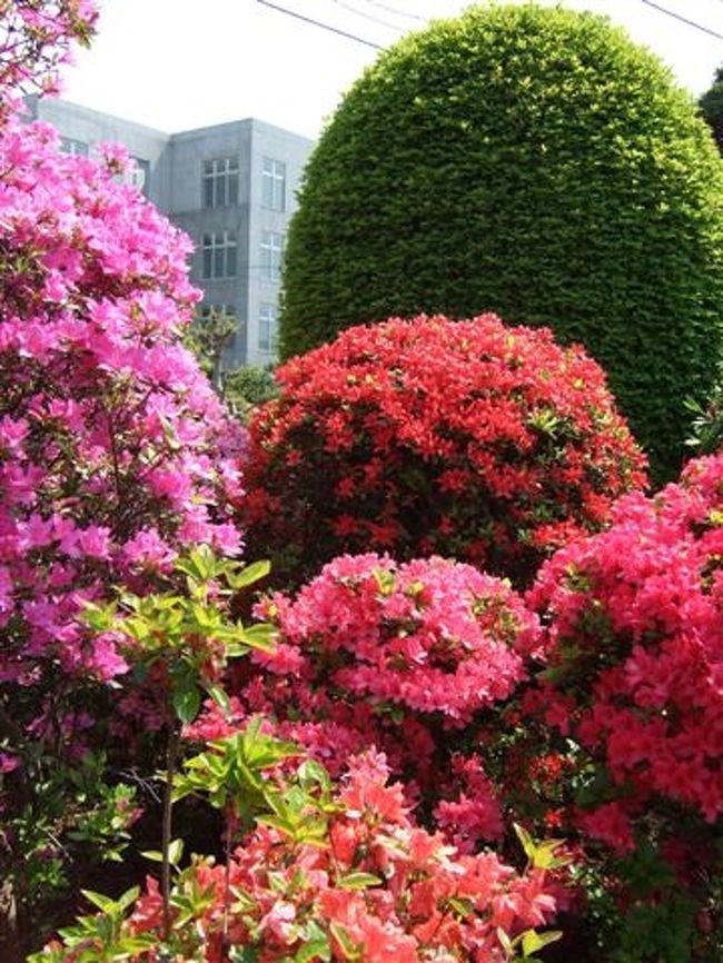 【西沢つつじ園】<br /><br />個人宅のお庭とは思えない、すばらしいお庭です。<br />さすが植木屋さんです。<br />展示兼植木畑ですが、自由に見れるので感謝です。<br />