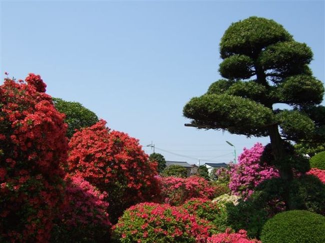 【西沢つつじ園】