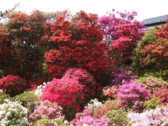 【西沢つつじ園】