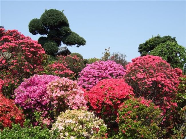 【西沢つつじ園】