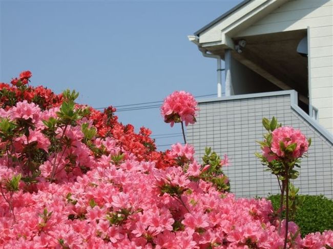 【烏山つつじ広場】<br /><br />隣接する公園。<br />こちらもきれいです♪