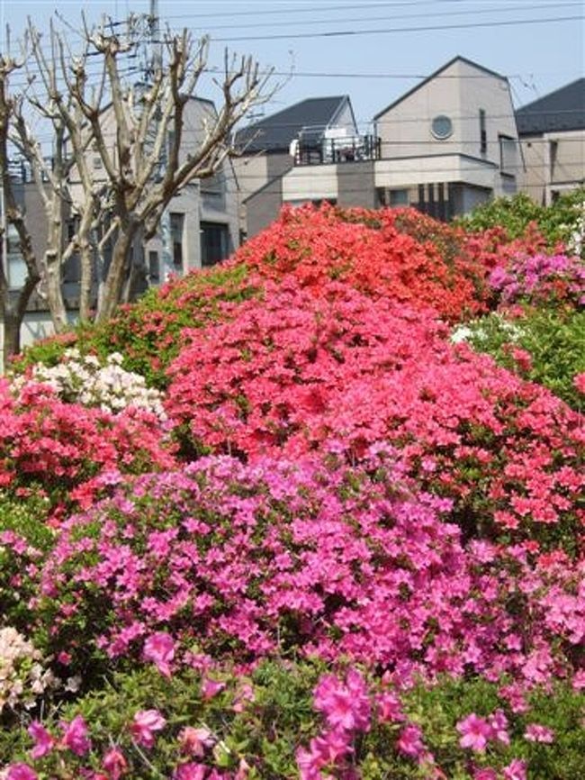 【烏山つつじ広場】<br /><br />ベンチに座るとツツジに囲まれて癒されます♪