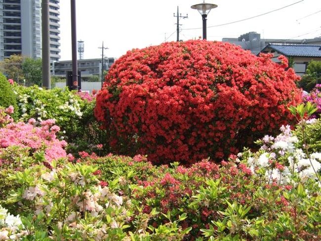 【烏山つつじ広場】<br />