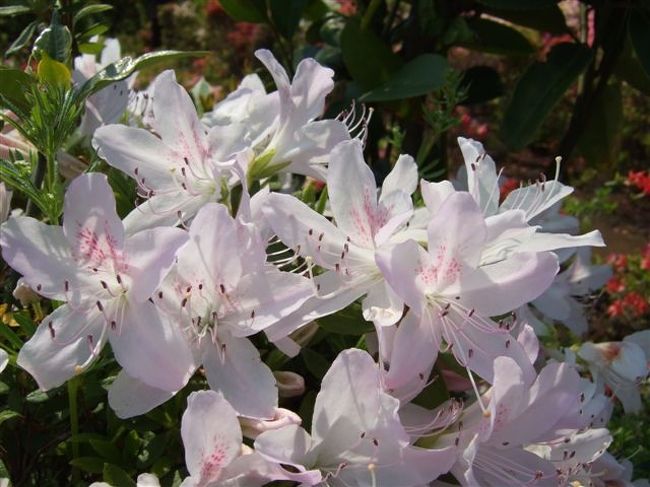 【烏山つつじ広場】<br /><br />アップ編<br />ピンク♪