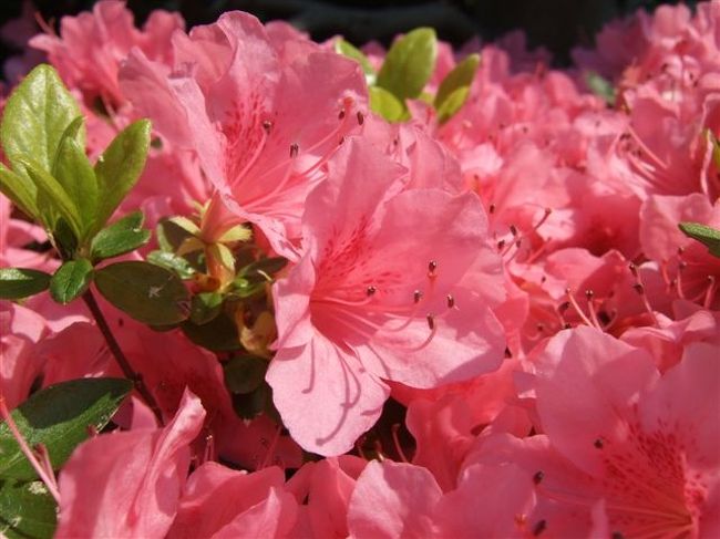 【烏山つつじ広場】<br /><br />アップ編<br />赤♪