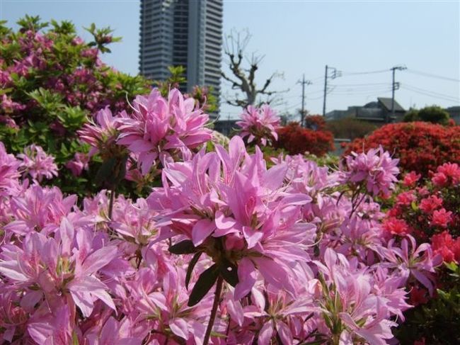 【烏山つつじ広場】<br /><br />ちょっとアップ編<br />濃いピンク♪