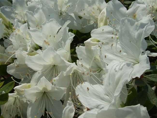 【烏山つつじ広場】<br /><br />アップ編<br />白♪