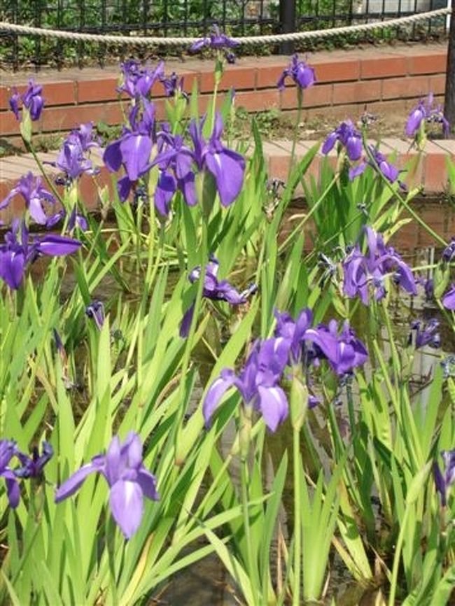 【西之谷公園】<br /><br />アヤメが咲いていました♪