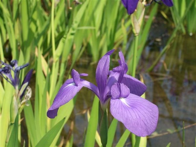 【西之谷公園】<br /><br />アップ編<br />