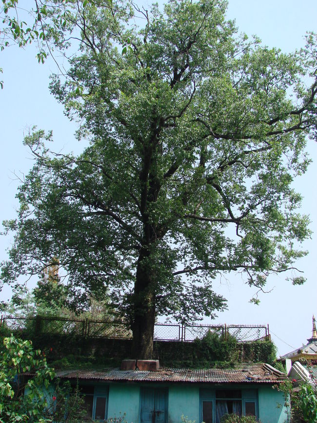 翌日、タミル地区から西の方にあるＳｗａｙａｍｂｈｕｎａｔｈパゴダ行く途中にある家では大木が屋根から突き出ていた。<br />樹齢から見て家の屋根を突き破っているのではなく大木の根元に家を作っている。