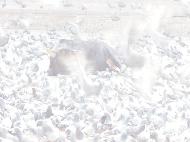 ネパールは独自のヴィクラムと言うカレンダーを持っている、ちなみに今年は２０６２年で正月は西暦の４月１４日（木）だった。<br />そしてこの国はインドと同じヒンドゥ教の国なので牛は聖なる動物だ、鳩は世界共通で平和のシンボル。<br />このヒマラヤの小さな国に一日も早く真の平和が訪れて欲しい。