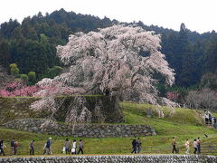 最後は、宇陀の一本桜「又兵衛桜」。りっぱな桜です。