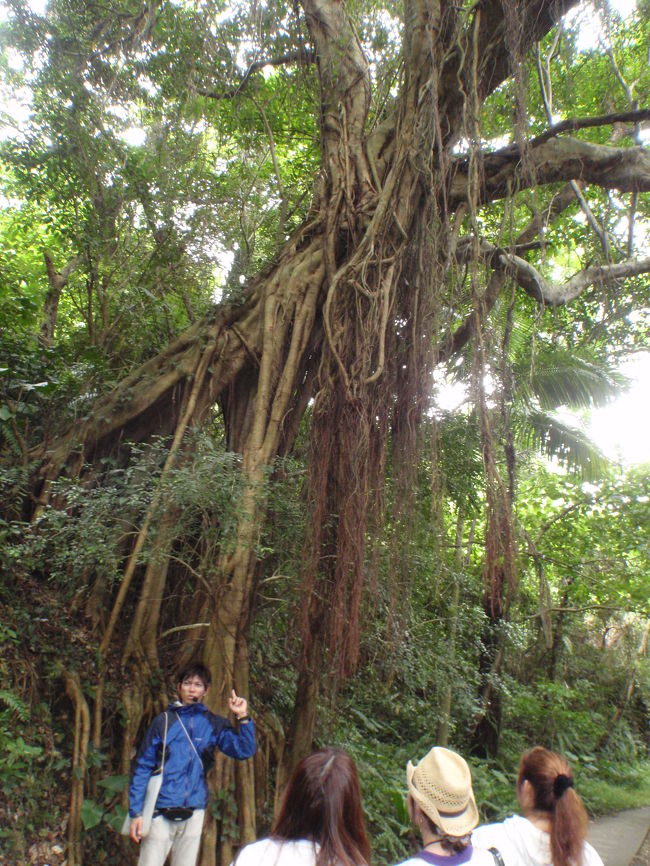 ツアースタート時間になると専任のガイドさん登場<br />洞窟内のテントの中でツアーの簡単な説明がありました。<br />配られた飲み物はさんぴん茶でした。<br />これ苦手な方はどうするって感じですね。<br />虫除けも説明時に貸していただけるので、しっかりぬりぬりしてからスタートしましょ。<br /><br />暗い洞窟から出るとあたりは緑の森という感じ。<br />ガイドのにぃにの楽しい説明で目に映る物全てが興味深く感じられます。<br />がじゅまるが「歩く木」だって事初めて知りました。