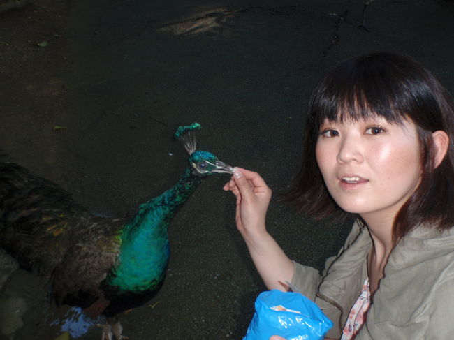 鳥さんが大好きなり〜ちゃんのリクエストで前回行けなかったネオパークに行きました。<br /><br />鳥さん好きな人には良いと思いますけど・・・<br />孔雀さんに餌をあげて大喜びのり〜ちゃん<br /><br />実は鳥さんの嘴が苦手なきょろは・・・
