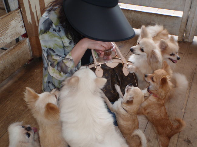鳥さんは苦手なんだけどわんこは大好きなので<br />ふれあい動物コーナー（別料金なんだけど）にも<br />ついふらふらと入場してしまいました。<br /><br />ああ、また無駄遣いと思いつつ　つぶらな瞳で訴えるわんこ達には逆らえず　わんちゃんのおやつを購入してふれ合いのひと時。<br />和みます〜<br /><br />でも、理性的に考えると結構暴利なのよ。<br />販売してる「おやつ」<br />ってただのドッグフードだから元値を考えると微妙なの。　<br />わんこ大好きなので　この可愛いコ達の誘惑に逆らうのは無理なのね。<br /><br />ペットホテルでお留守番してるうちのアクアちゃん良い子にしてるかなぁ？と若干の後ろめたさを感じつつ他所のわんこ達とふれあう楽しいひと時。<br /><br />でも、わざわざ沖縄に来て何してるの私！？ですね。