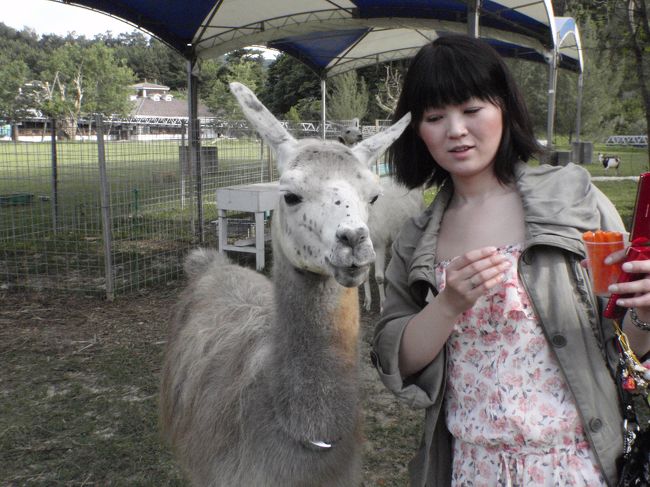 可愛いラマさんと一緒に<br />実は食い意地の張ったちょっぴり悪い子もいるの。