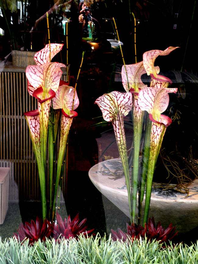 西洋風な生け花。蘭の背もかなり高かった。<br />