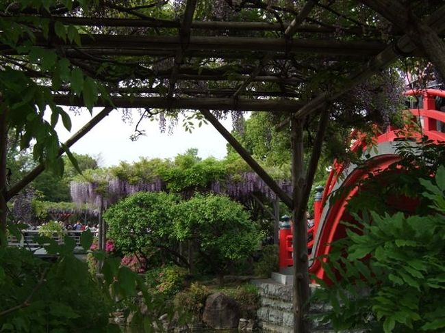 大鳥居をくぐると心字池があり3つの橋が架けられてます。<br />「三世一念の理」で最初の太鼓橋（男橋）は過去、つぎの平橋は現在、つぎの太鼓橋（女橋）は未来。<br />3つの橋を渡るごとに心が清められ神前へと進むそうです。<br /><br />初めからそれてしまった^^;