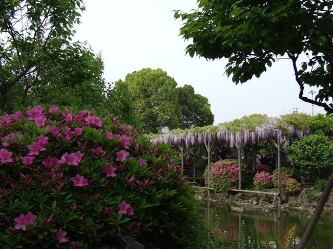 ツツジ越しの藤