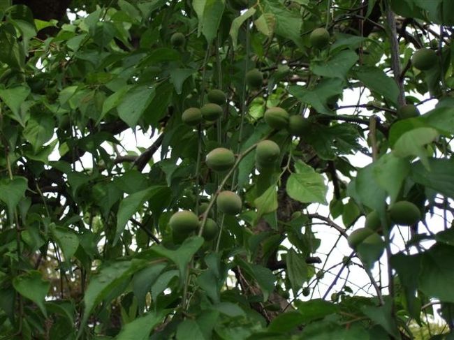 梅の実<br /><br />200本を越す梅が植えられてます。<br />2月には「梅まつり」があります。<br /><br />6月頃には「梅の実取り」があるそうです。