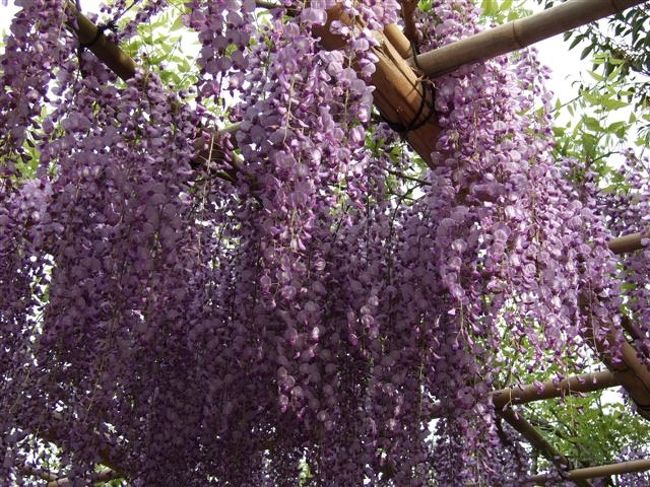 藤<br />満開♪