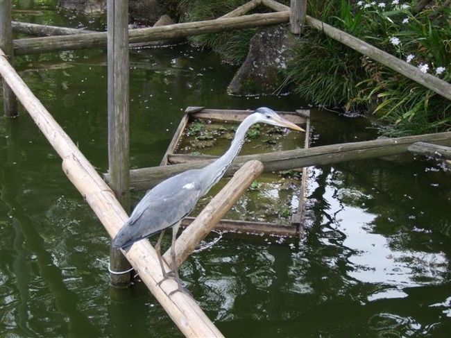 鷺かな？、、、