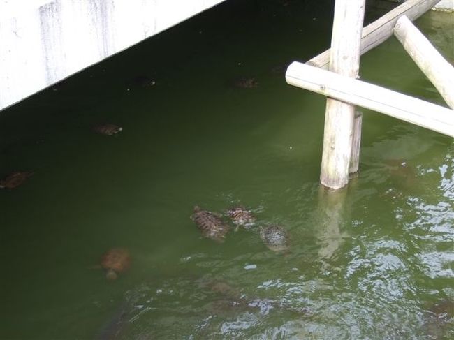 亀と鯉<br />たくさん泳いでました。