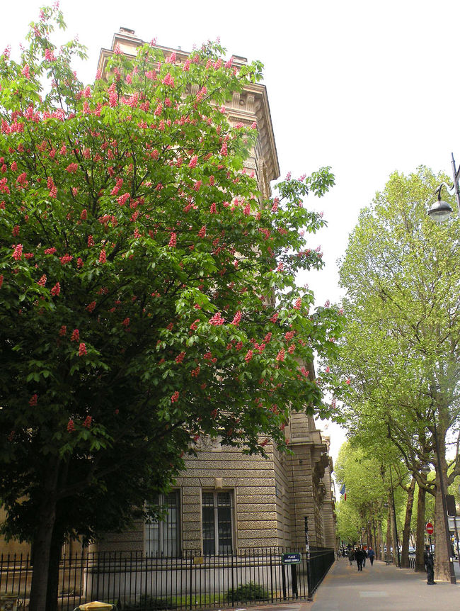 この界隈はサンジェルマンだ。ちょっと歩いてみることにする。今年は春が遅かったけれど、それでもリラの花はきれいに咲いている。