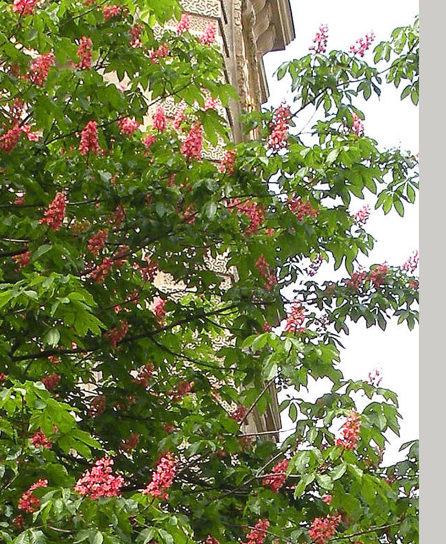 きれいな色のリラの花々。