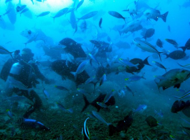 ☆大興奮☆とうとう出現。タイガーシャーク☆』その他の都市