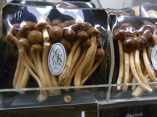 きのこです。茎の長さが気になりまして。