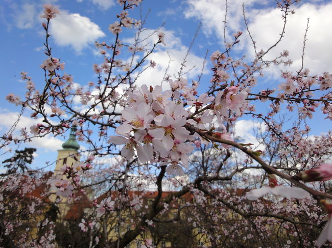 さくら<br />海外のさくらってちょっと違和感あります