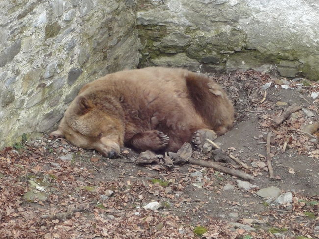 クマを飼っています<br />お昼寝の時間