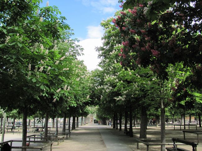 リュクサンブール公園<br />わかりにくいけどマカロニの花がたくさん咲いていました。