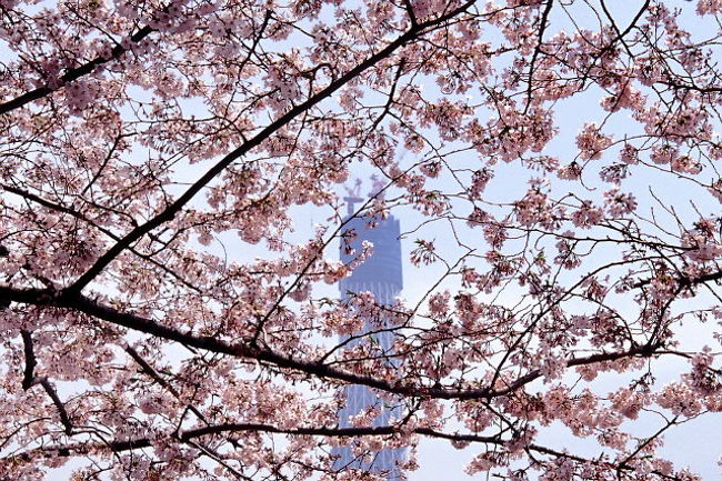 高さ338mになった東京スカイツリー