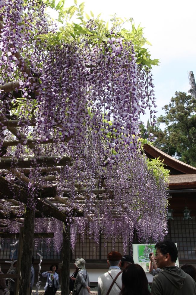 春日大社　砂ずりの藤<br /><br />ほぼ満開と言ってもいいのではないでしょうか。<br /><br />入口のところで係員の方がアナウンスしていたのですが、今年は春先に寒い日が多かったので、藤の開花が例年よりも遅れ、ＧＷ後に満開を迎えることとなったのだとか。<br /><br />いつもなら、ＧＷ中に満開を迎え、その後の週末ではこんな綺麗な藤を見ることはできないそうです。<br />