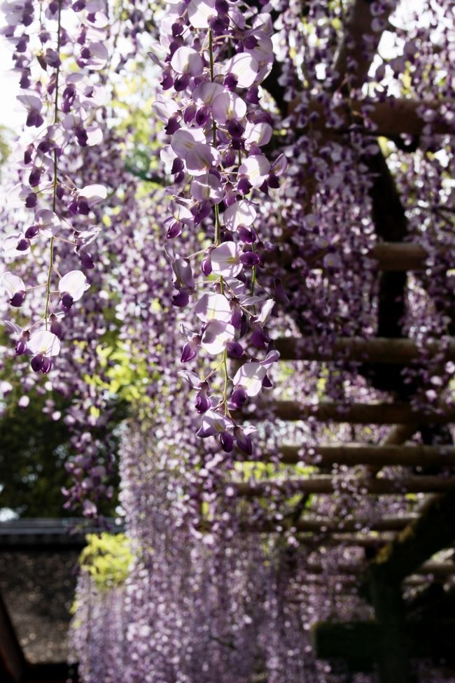 春日大社　砂ずりの藤<br /><br />