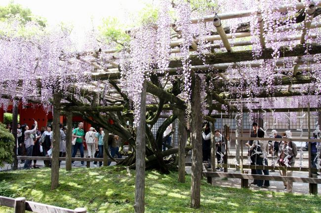 春日大社　砂ずりの藤<br /><br />花の長さ、花の数共に、今年はやや不調なのだそうです。<br />やっぱり不安定な天候が影響しているのでしょうか。<br />