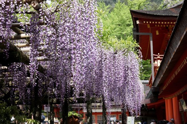 春日大社　砂ずりの藤