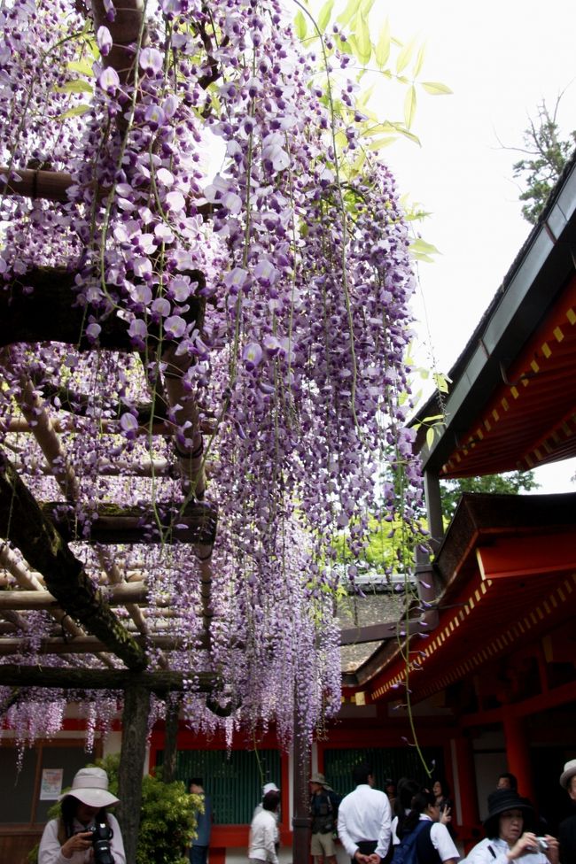 春日大社　砂ずりの藤<br /><br />藤棚の周りをぐるぐる回りながら、いい絵になりそうな場所を探します。<br />